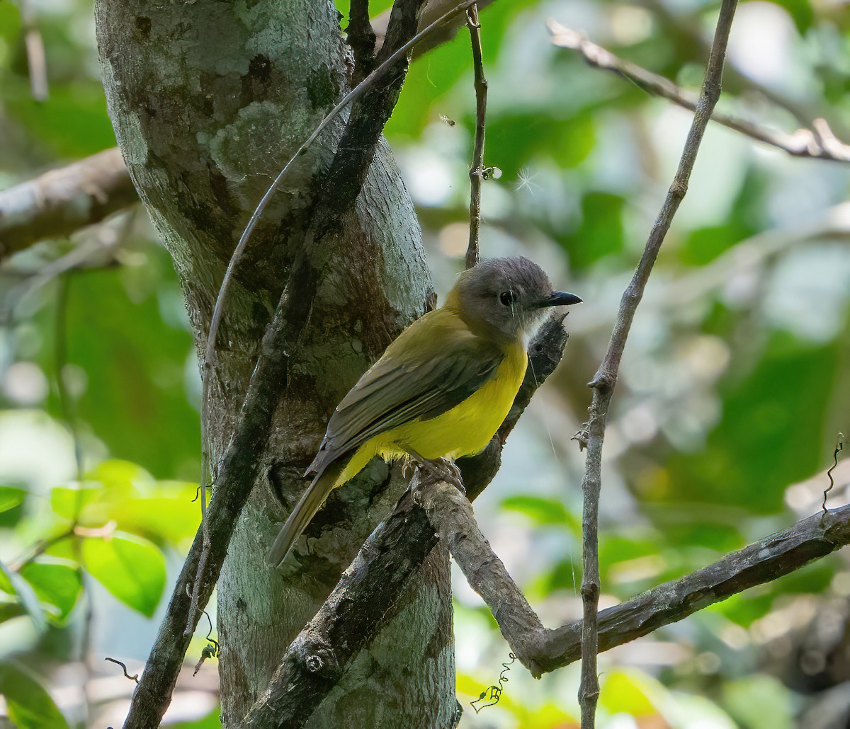 Yellow-bellied Whistler - ML624336926