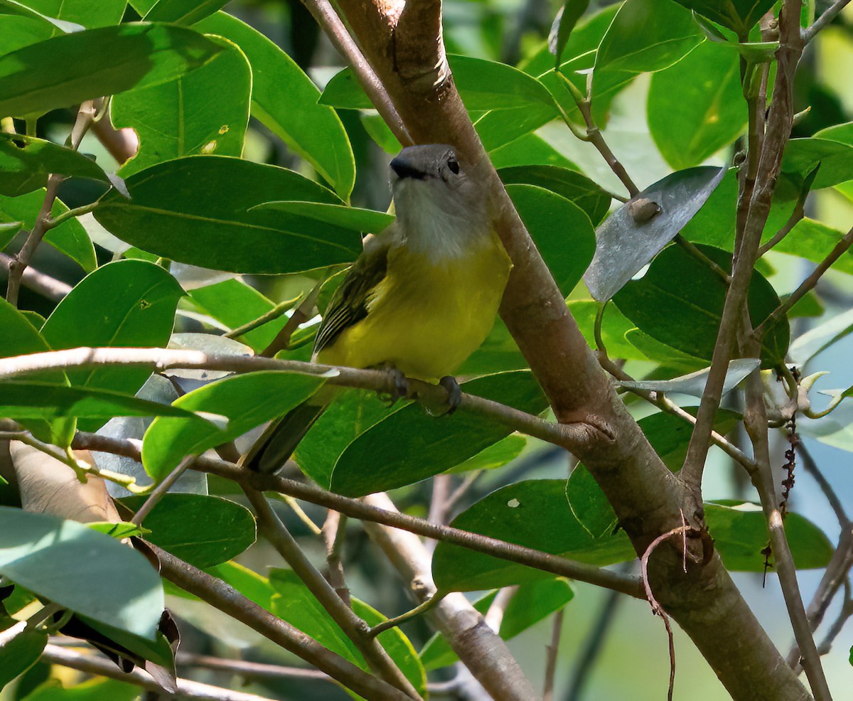 Yellow-bellied Whistler - ML624336927