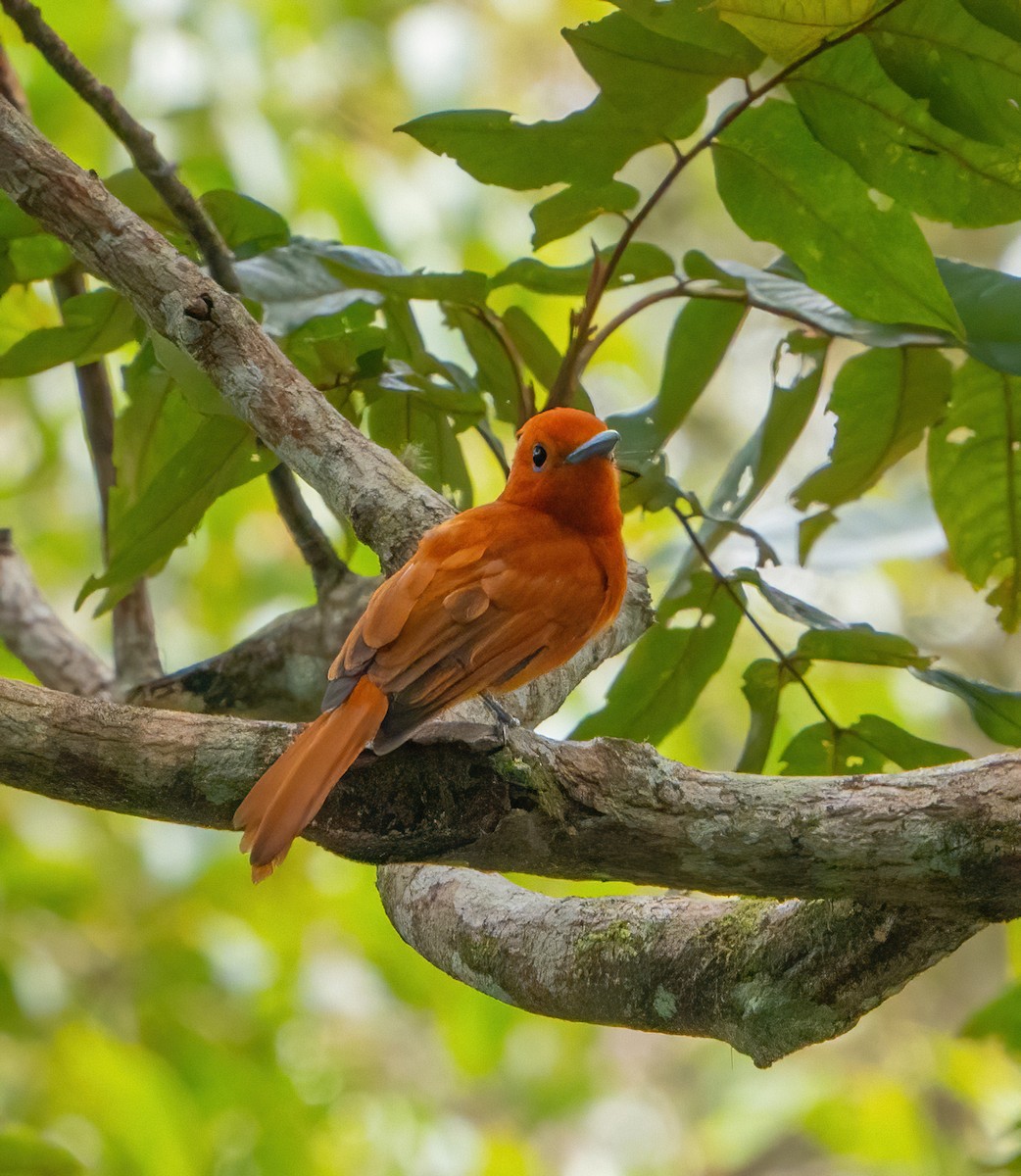 Rufous Paradise-Flycatcher - ML624336948