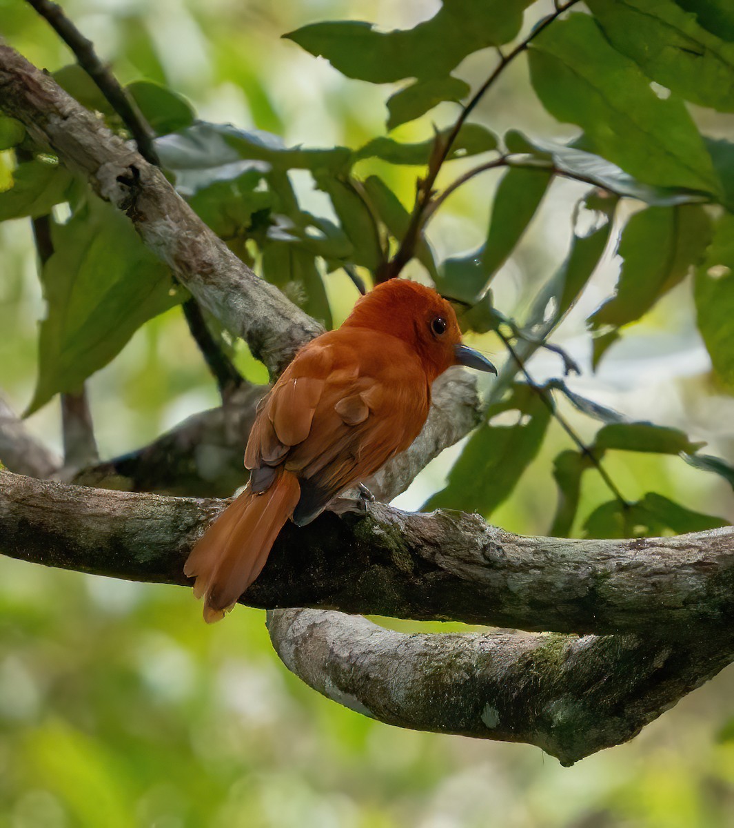 Rufous Paradise-Flycatcher - ML624336949