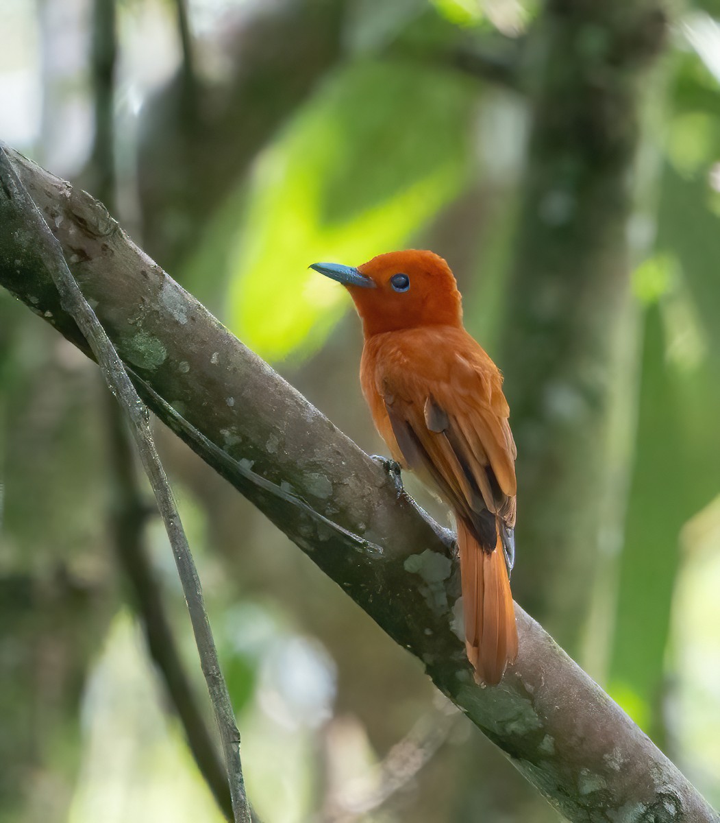 Rufous Paradise-Flycatcher - ML624336950