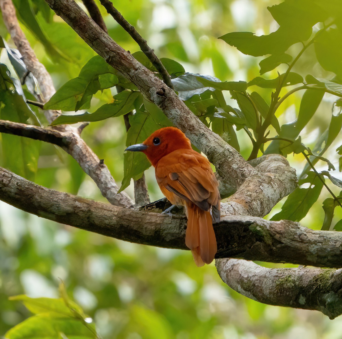 Rufous Paradise-Flycatcher - ML624336951