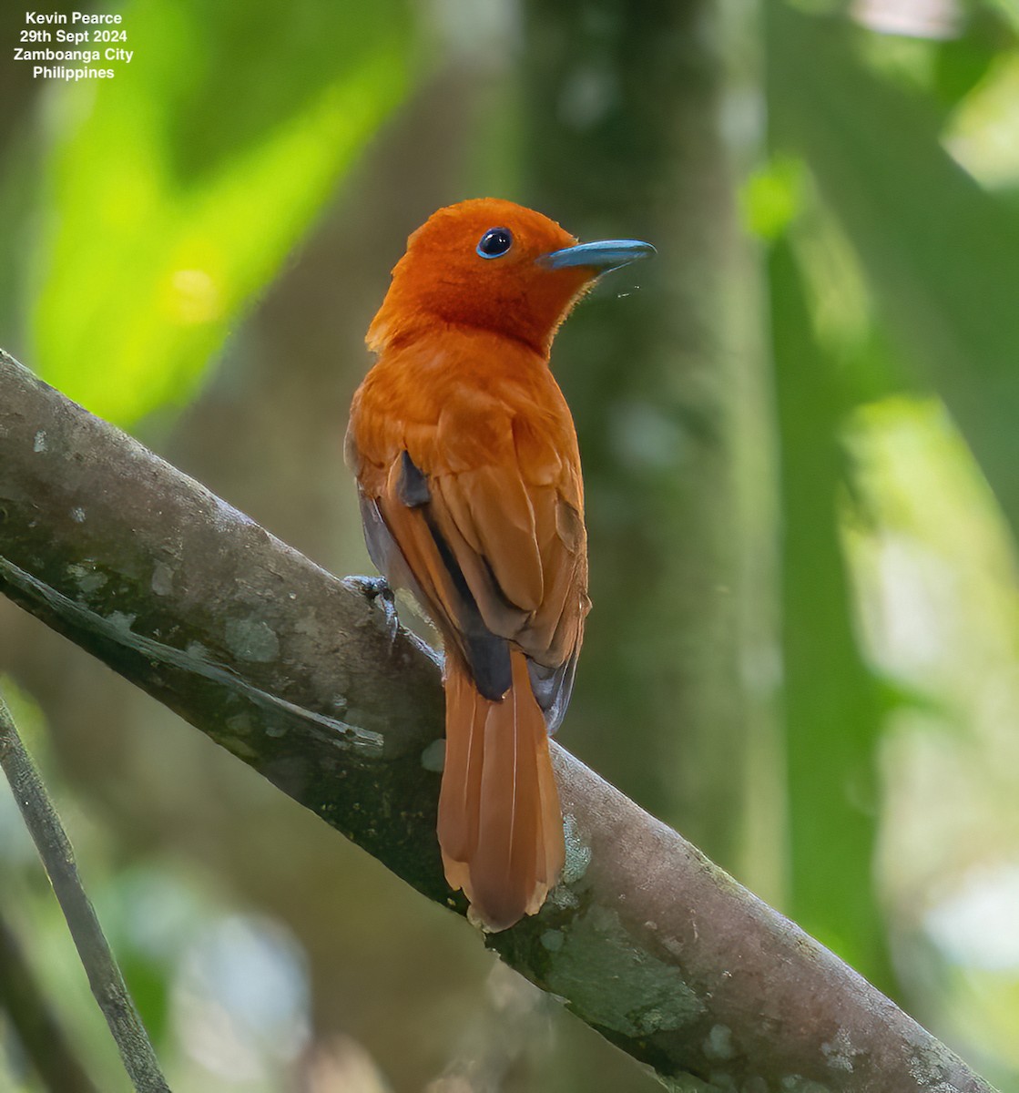 Rufous Paradise-Flycatcher - ML624336952