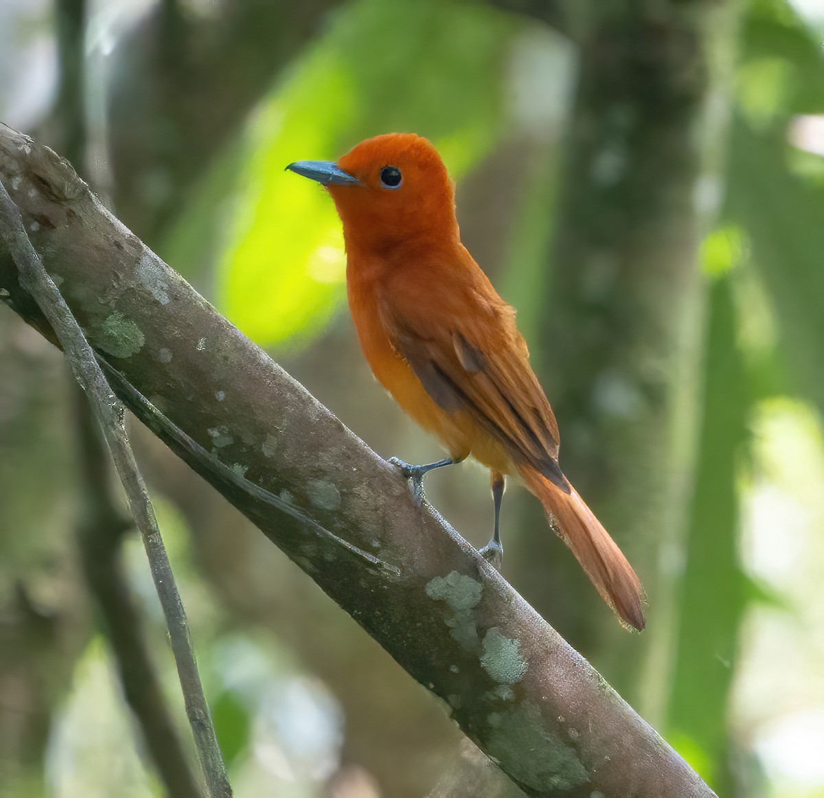 Rufous Paradise-Flycatcher - ML624336953