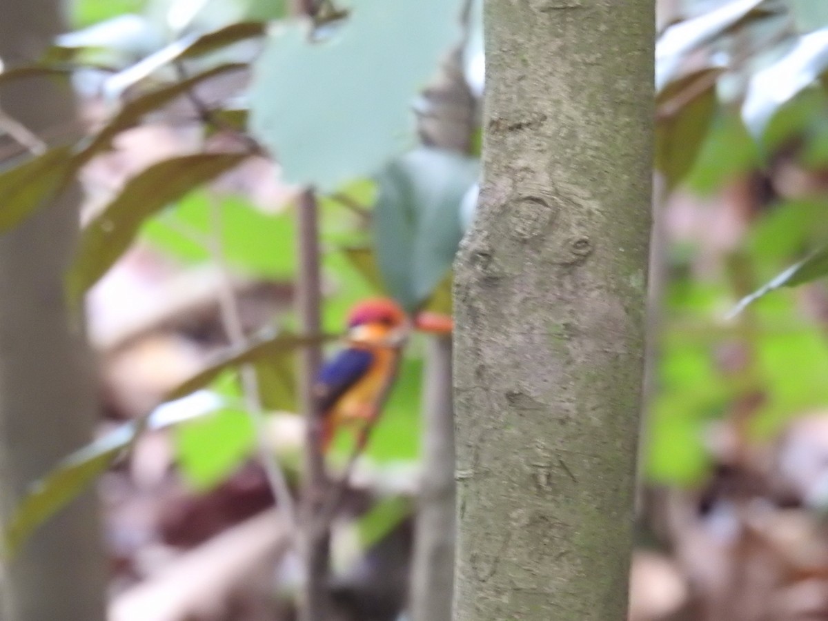 Black-backed Dwarf-Kingfisher - ML624337027