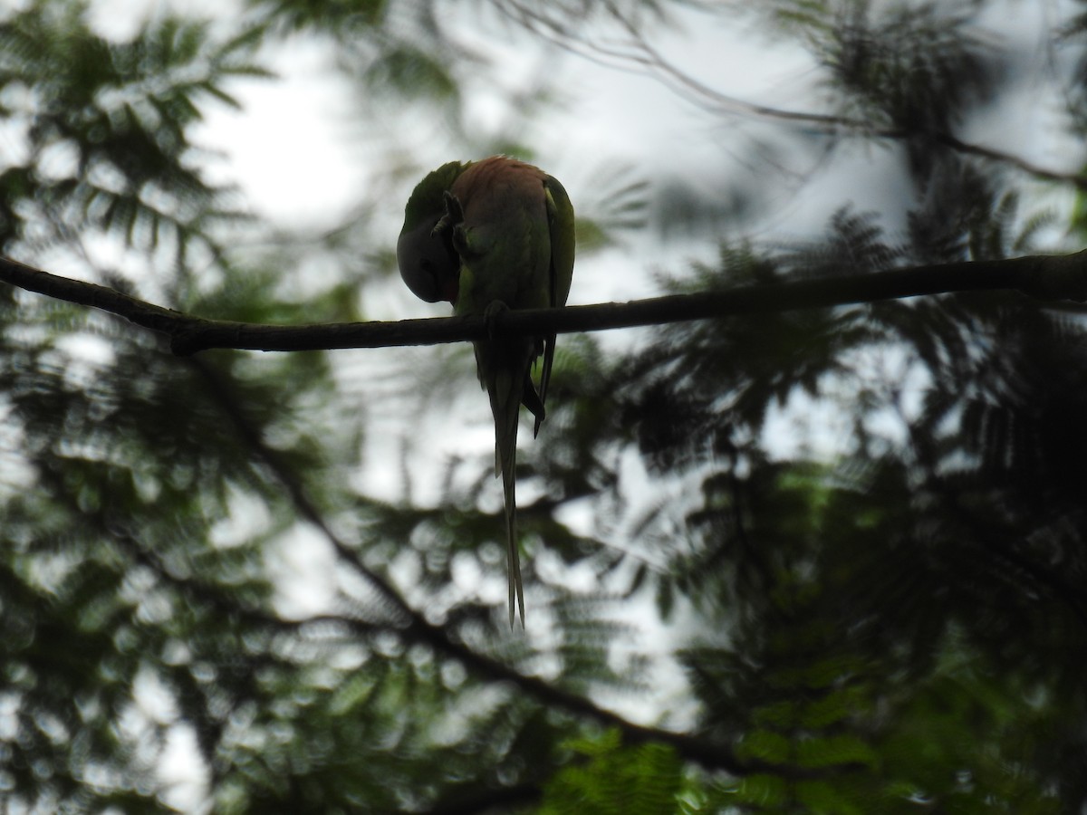 Red-breasted Parakeet - ML624337033