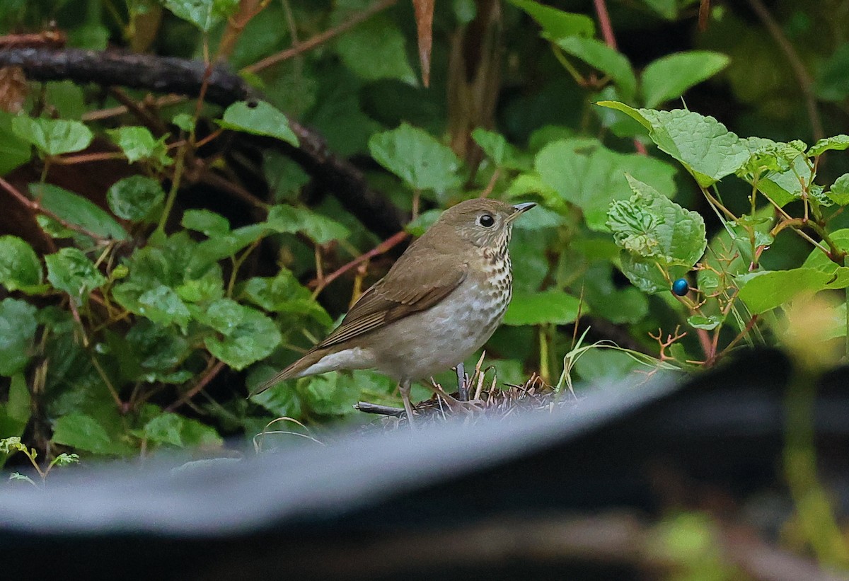 Gray-cheeked/Bicknell's Thrush - ML624337035