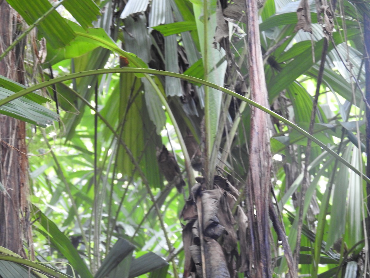 Collared Scops-Owl - ML624337039