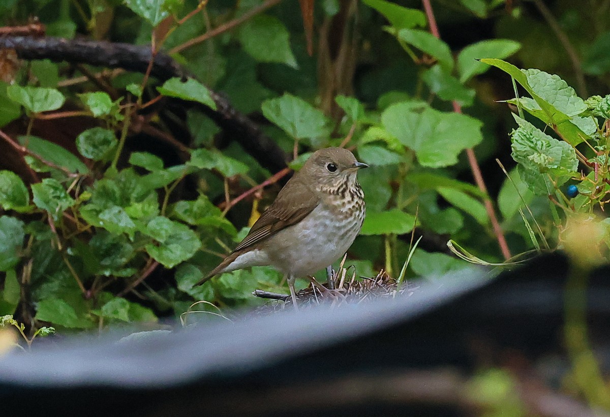 Gray-cheeked/Bicknell's Thrush - ML624337040