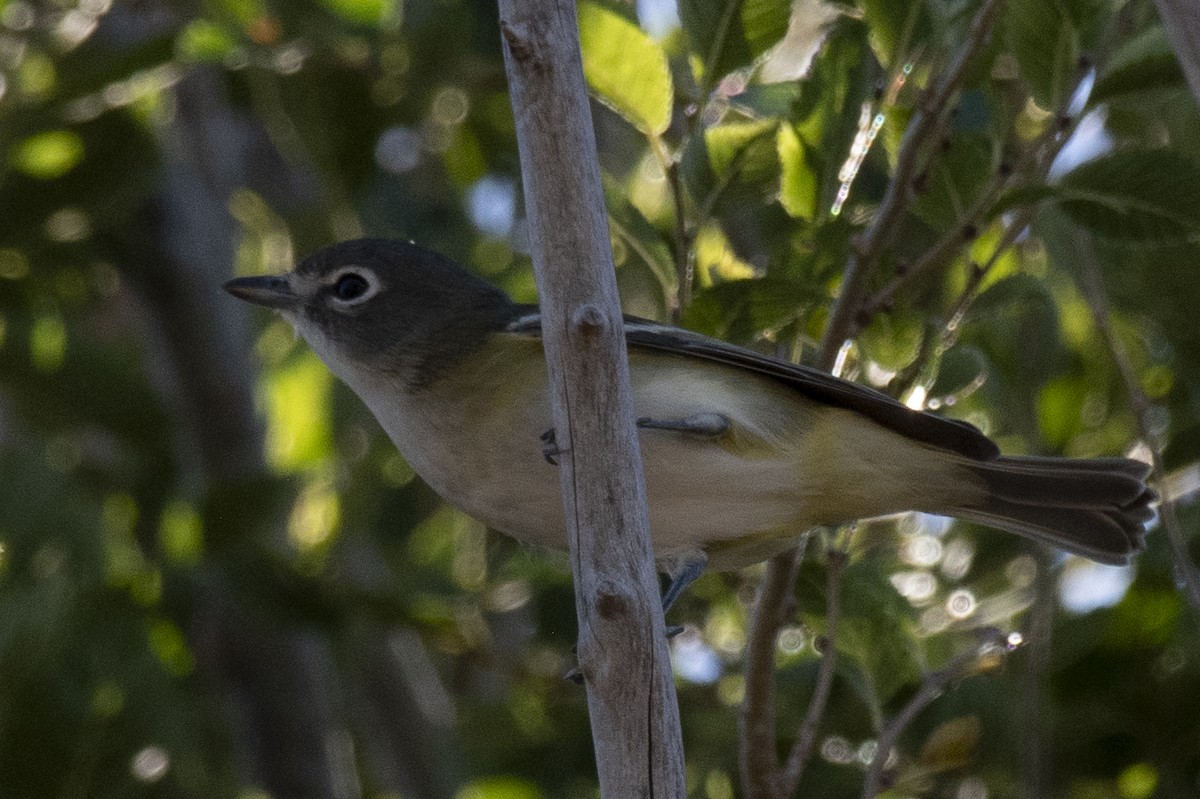 Blue-headed Vireo - ML624337042