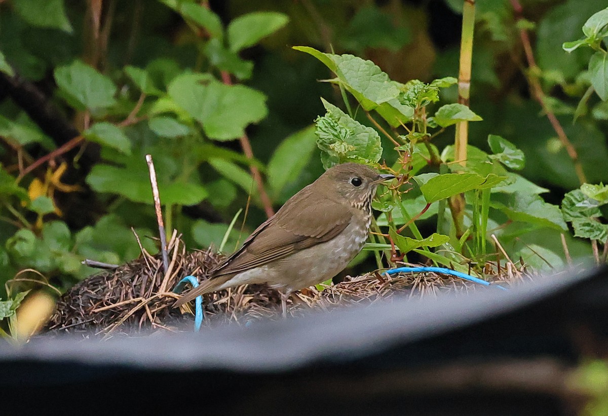 Gray-cheeked/Bicknell's Thrush - ML624337044