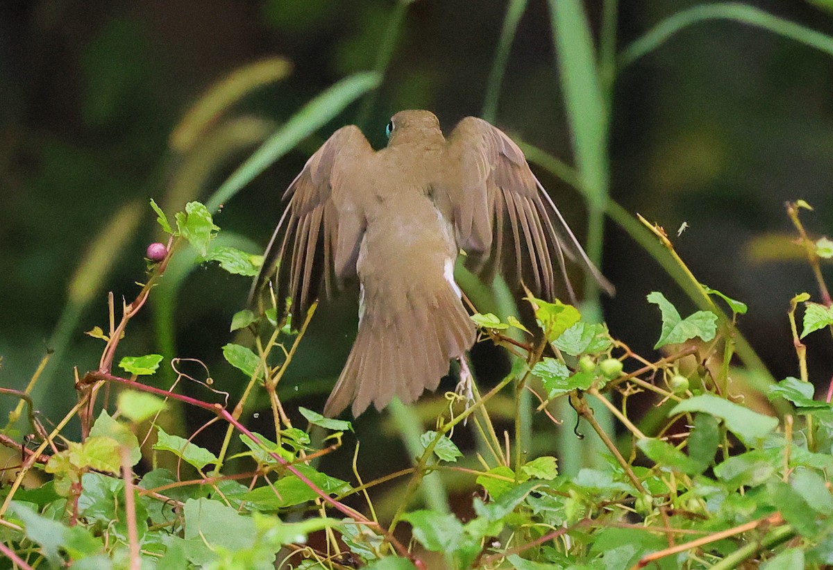 Gray-cheeked/Bicknell's Thrush - ML624337055
