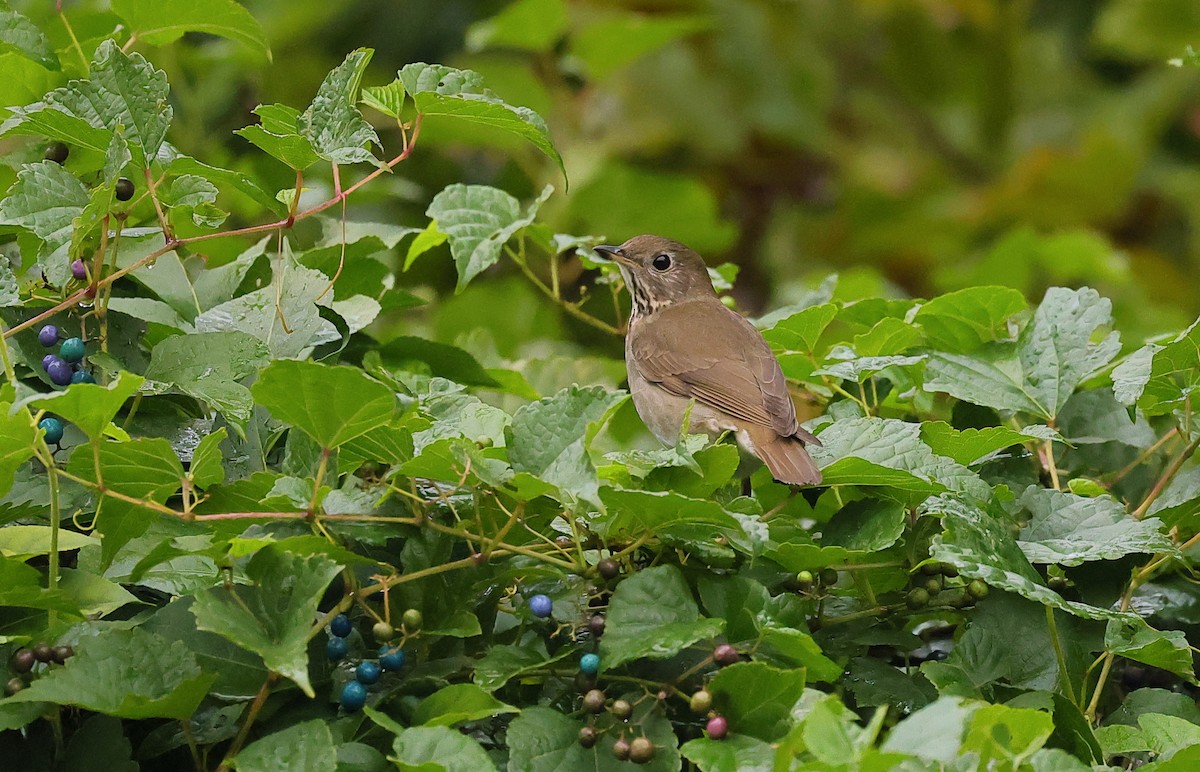 Gray-cheeked/Bicknell's Thrush - ML624337062