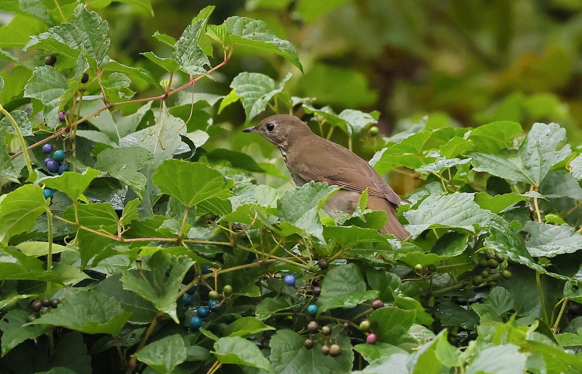 Gray-cheeked/Bicknell's Thrush - ML624337073