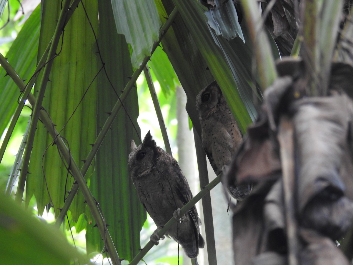 Collared Scops-Owl - ML624337075
