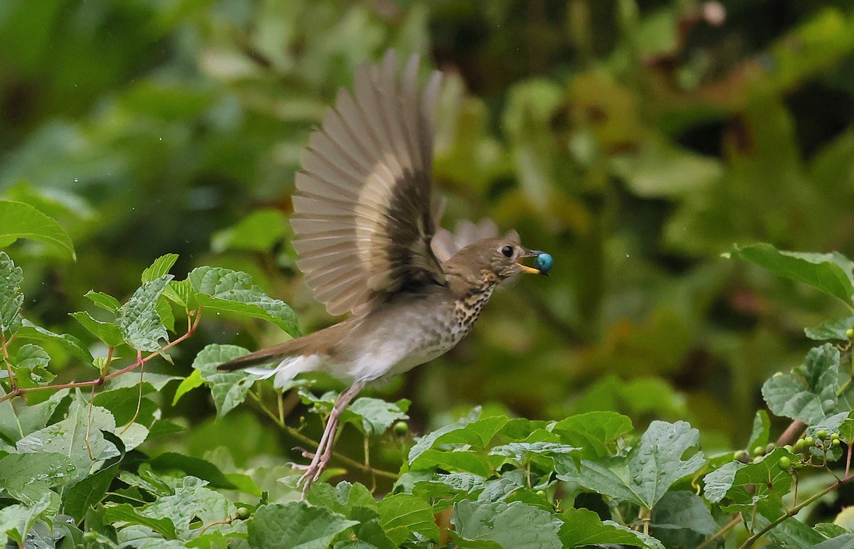 Gray-cheeked/Bicknell's Thrush - ML624337083