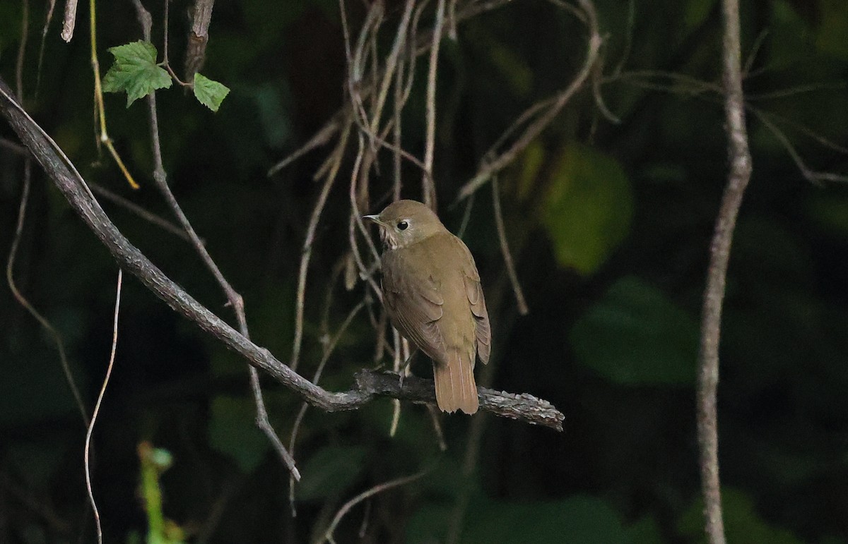 Gray-cheeked/Bicknell's Thrush - ML624337092