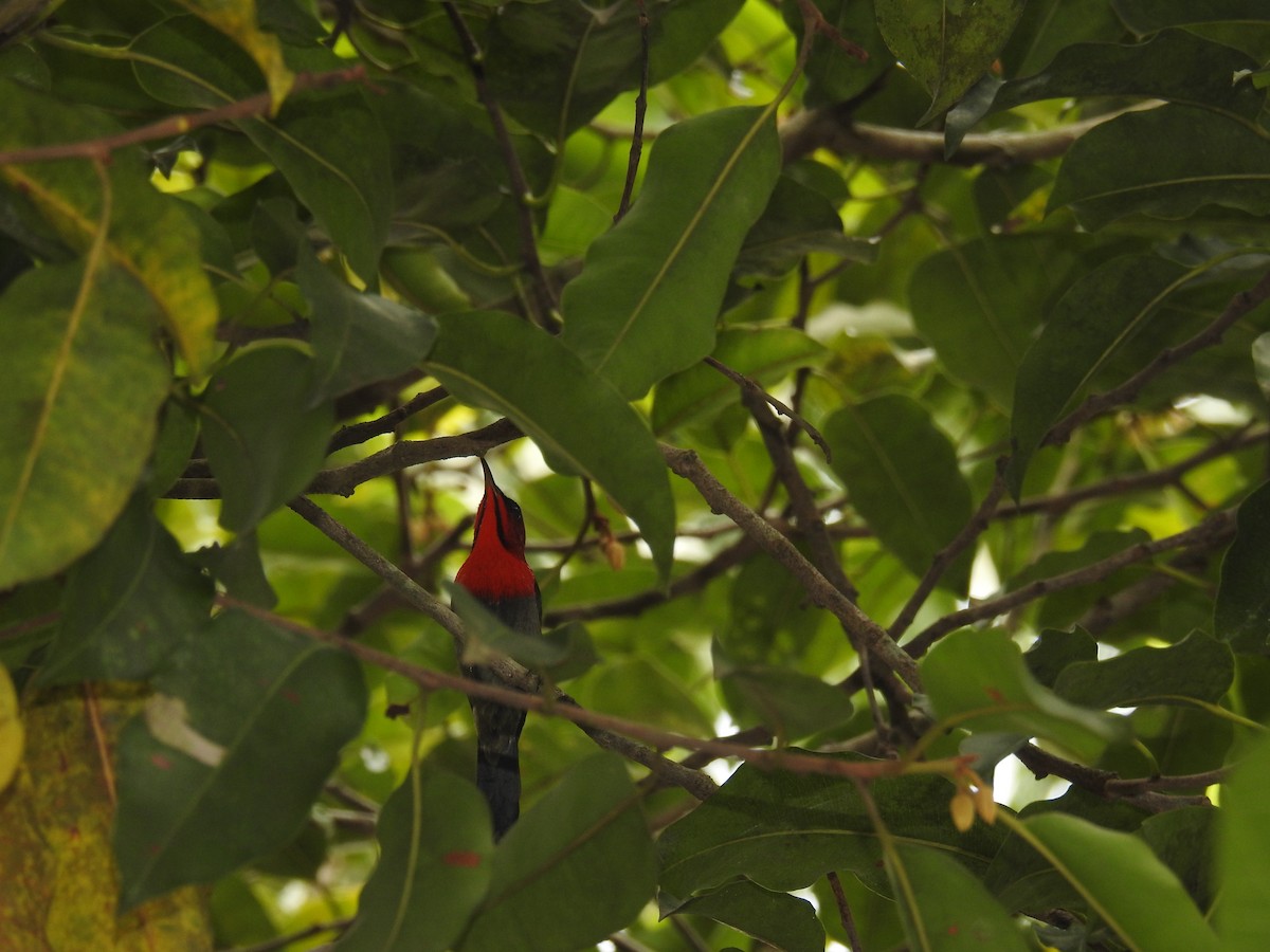 Crimson Sunbird - ML624337093