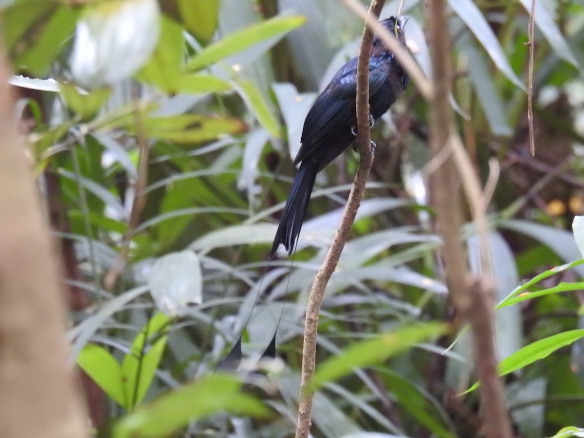 Greater Racket-tailed Drongo - ML624337100