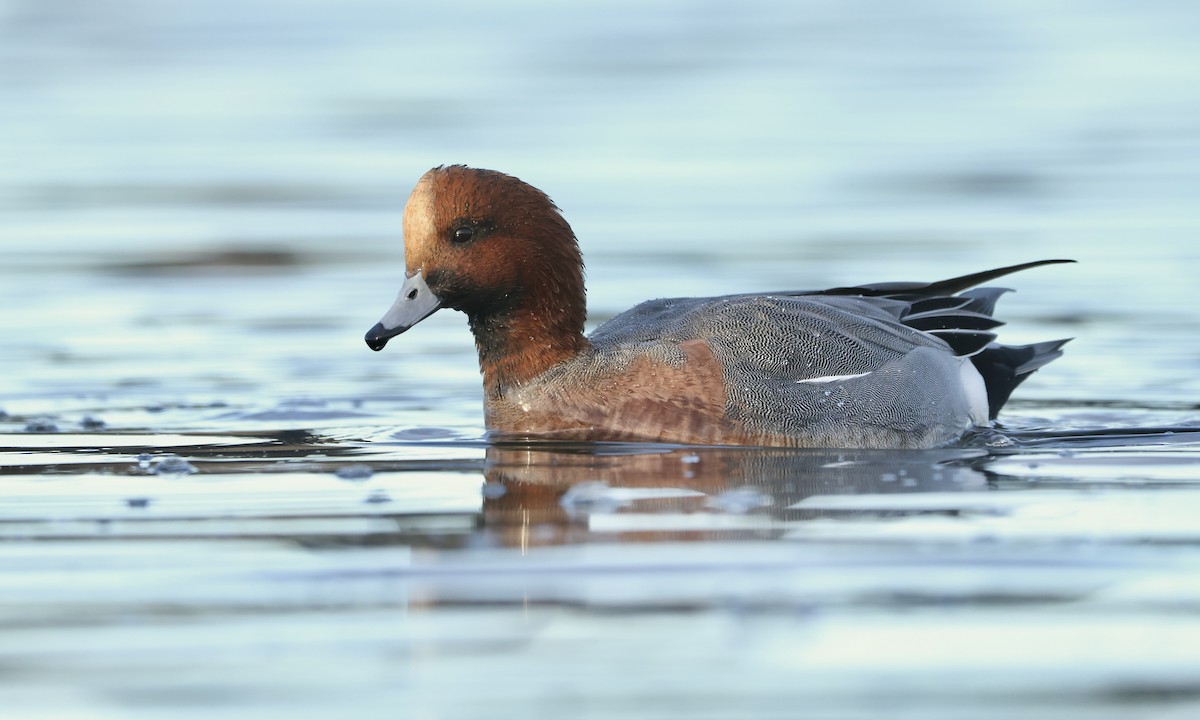 Eurasian Wigeon - ML624337105