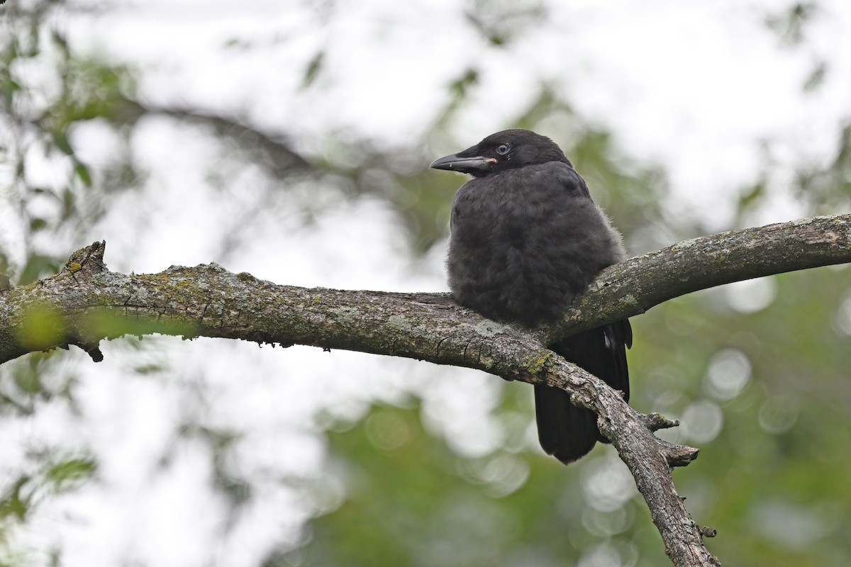 American Crow - ML624337160