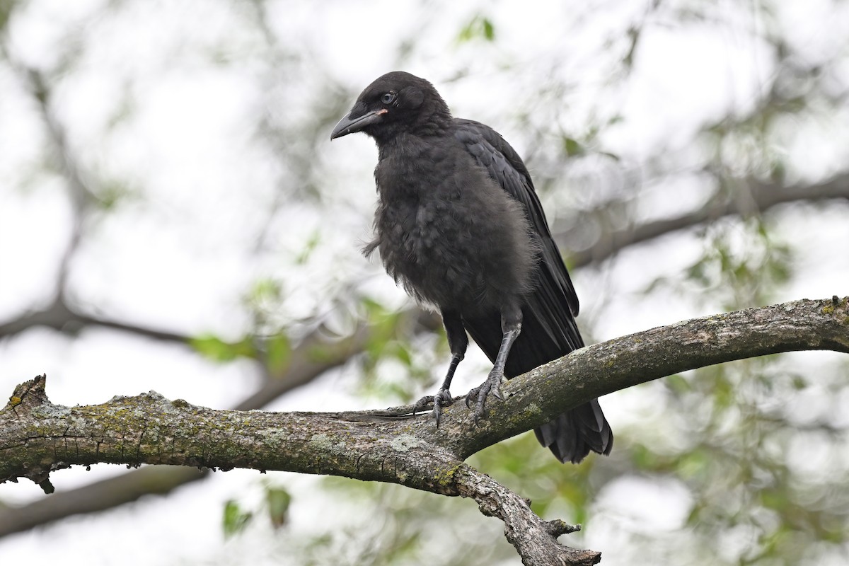 American Crow - ML624337162