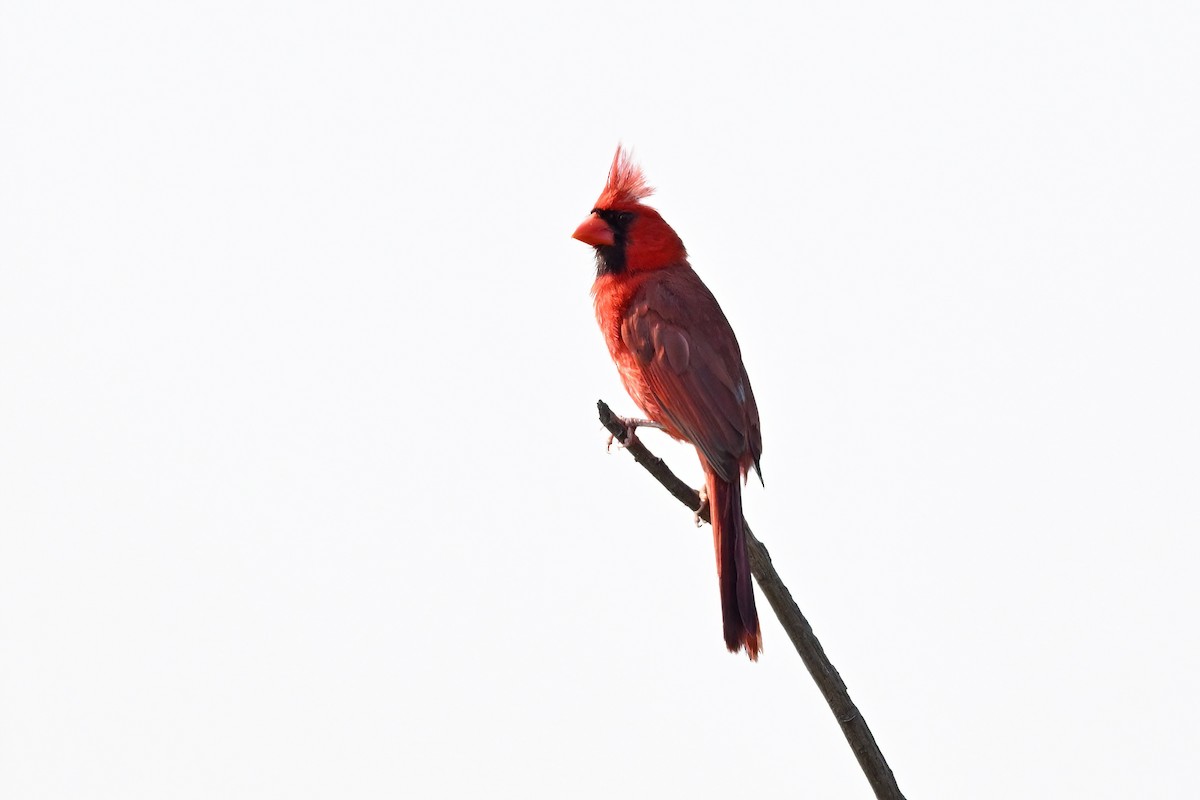Cardinal rouge - ML624337219