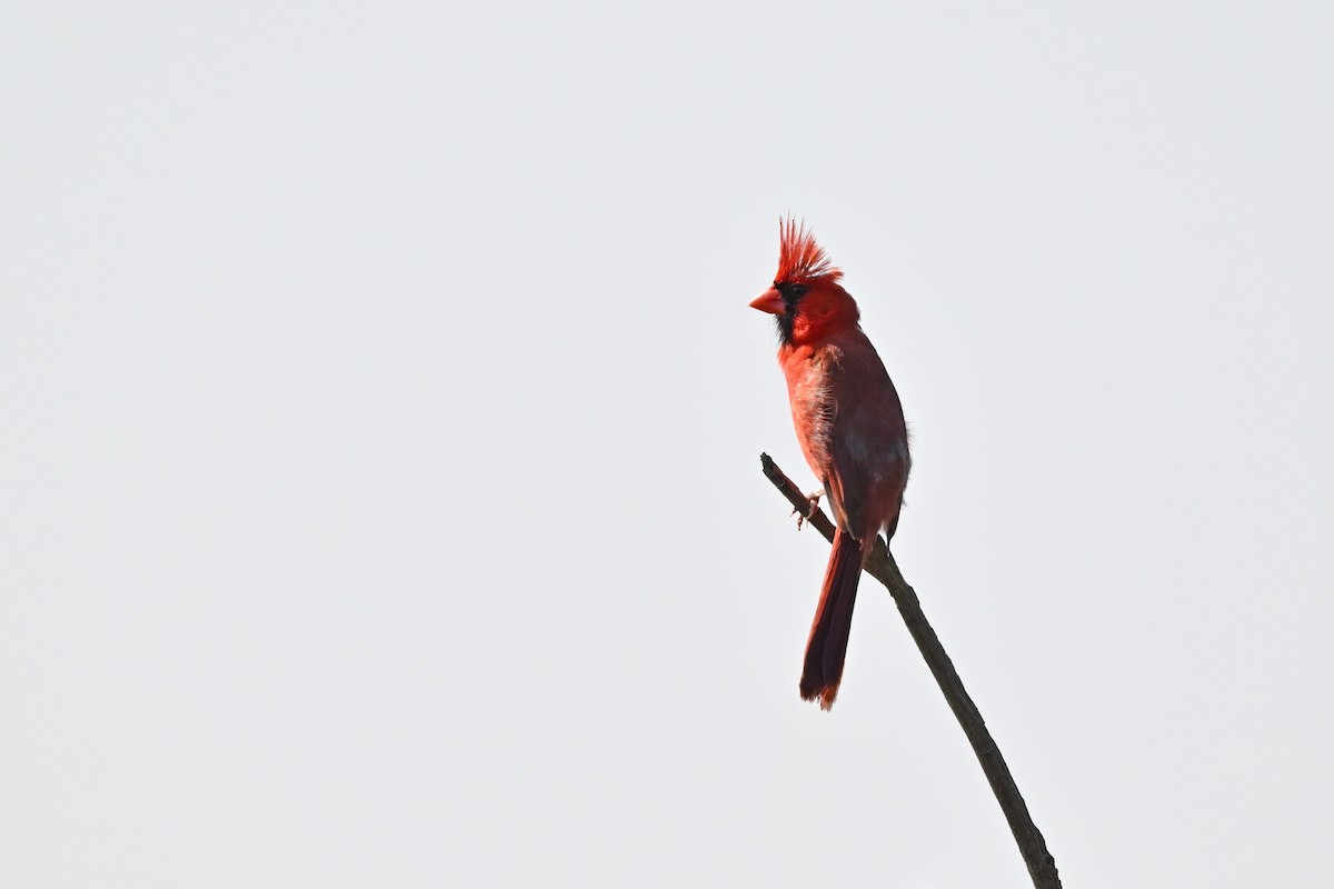 Cardinal rouge - ML624337220