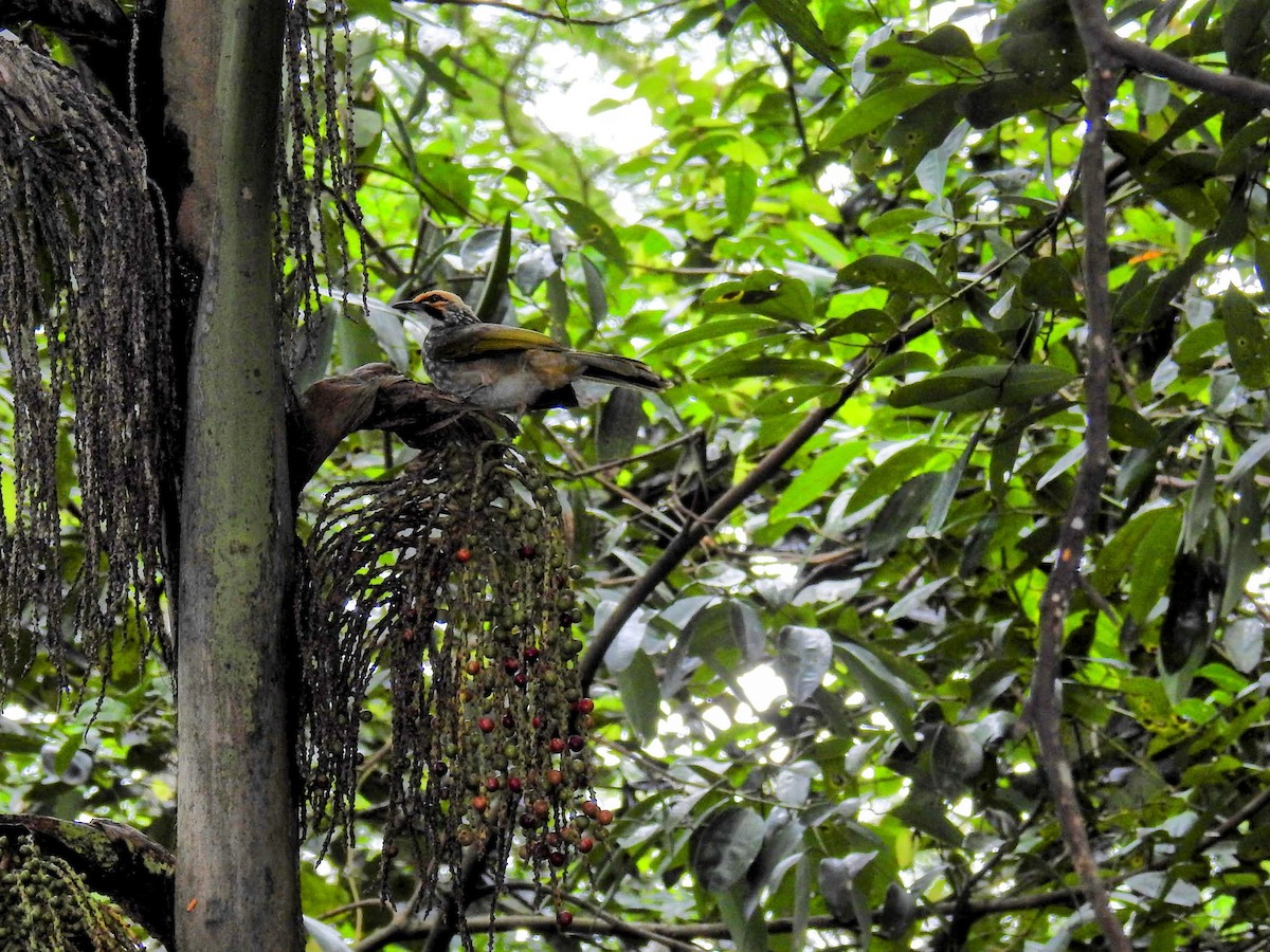 Straw-headed Bulbul - ML624337234