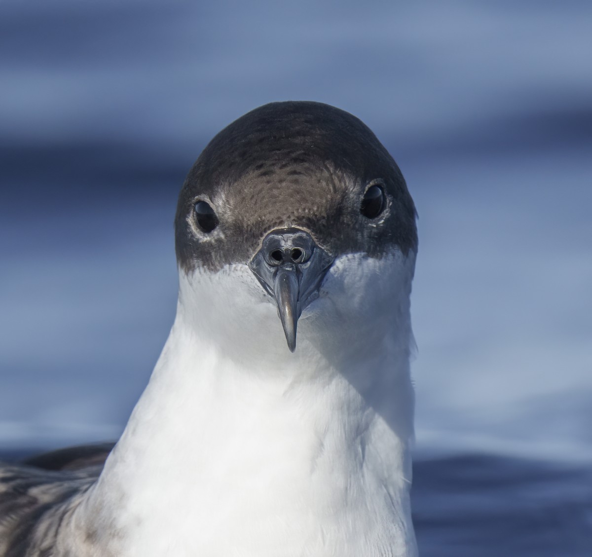 Great Shearwater - ML624337247