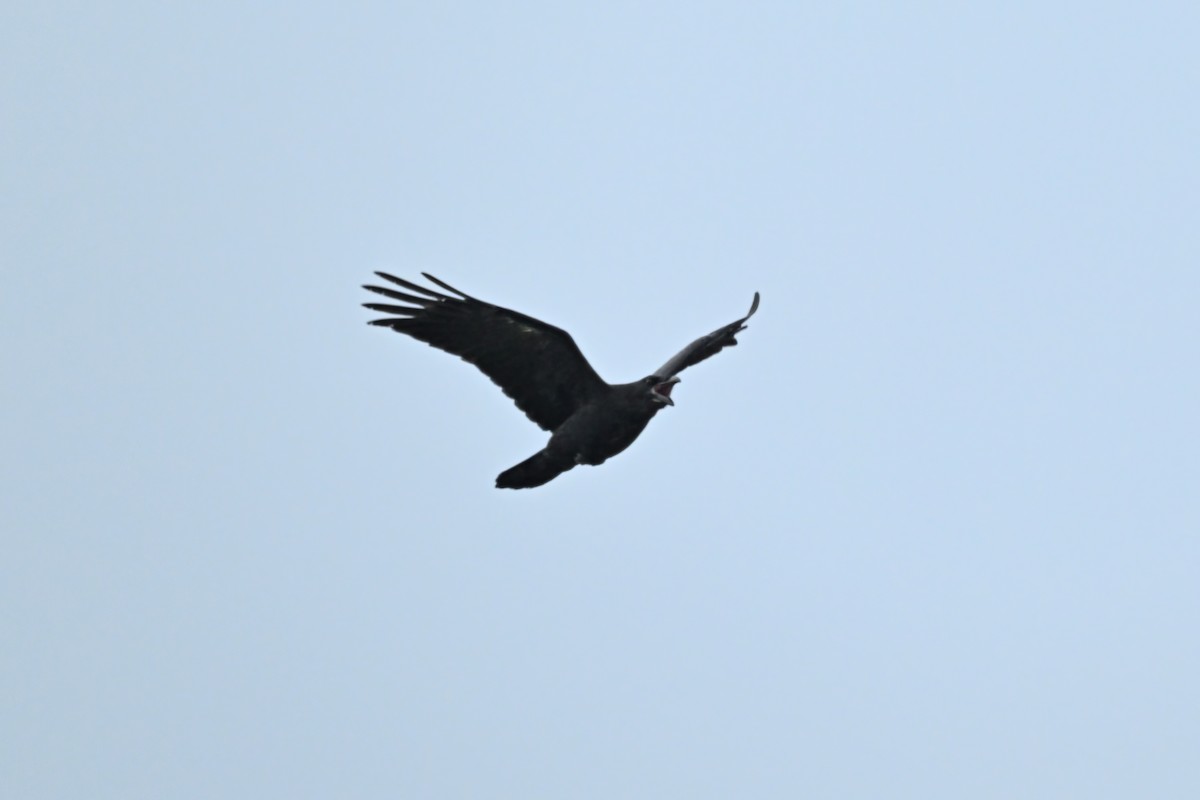American Crow - ML624337249