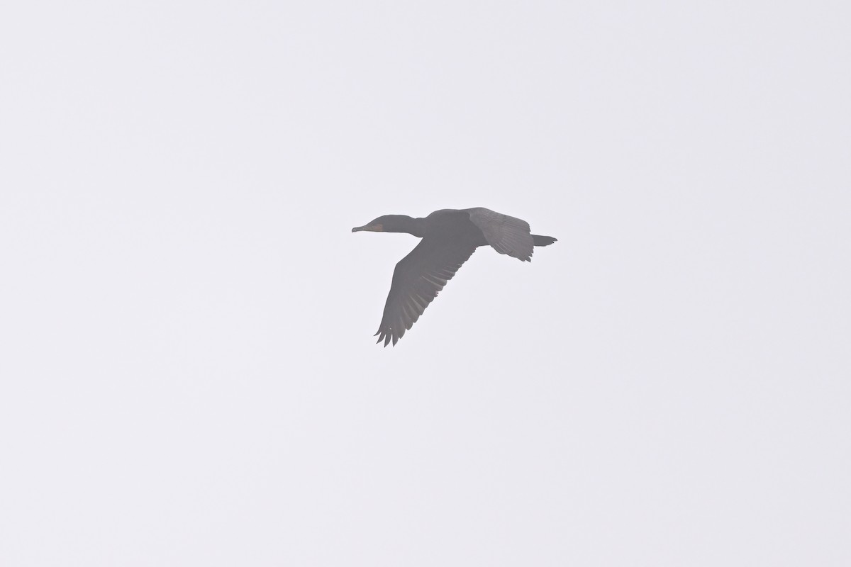 Double-crested Cormorant - ML624337290
