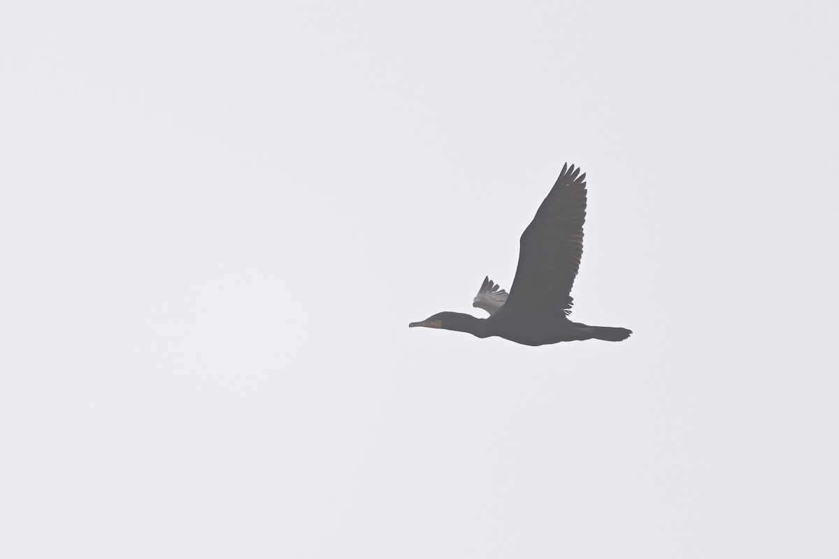 Double-crested Cormorant - ML624337291
