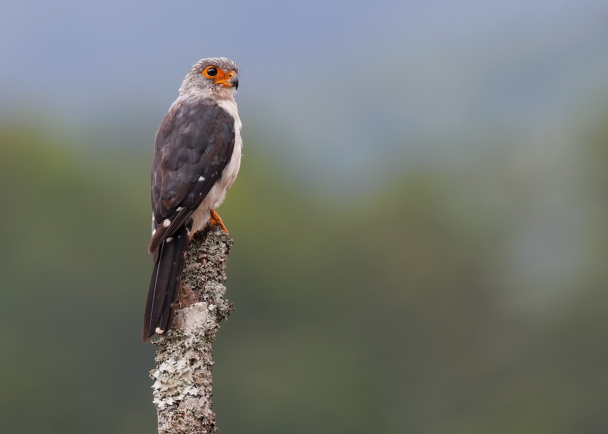 White-rumped Falcon - ML624337360