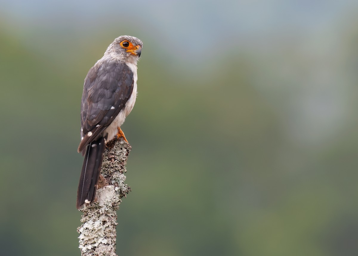 White-rumped Falcon - ML624337361