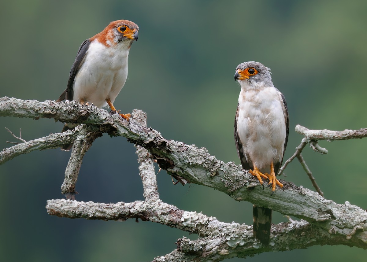 White-rumped Falcon - ML624337362