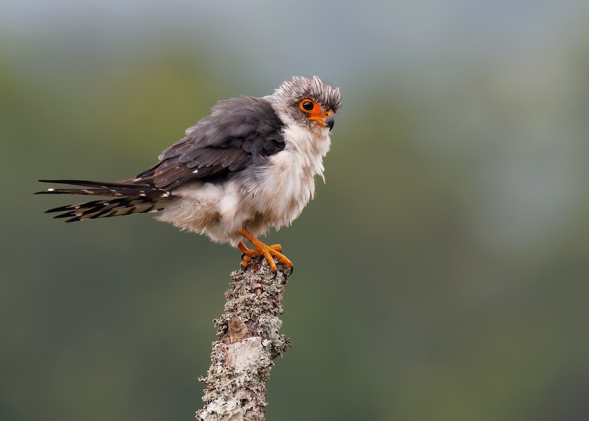 White-rumped Falcon - ML624337363