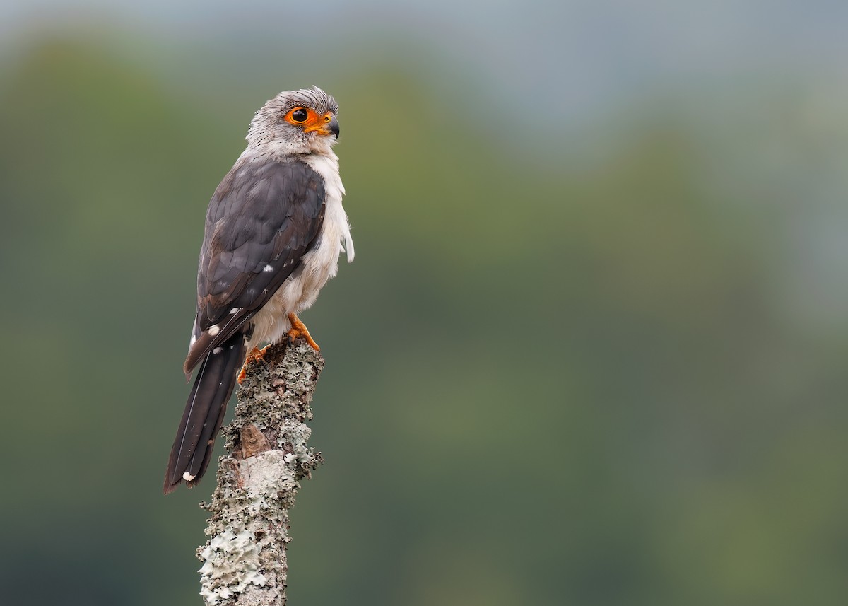 White-rumped Falcon - Ayuwat Jearwattanakanok