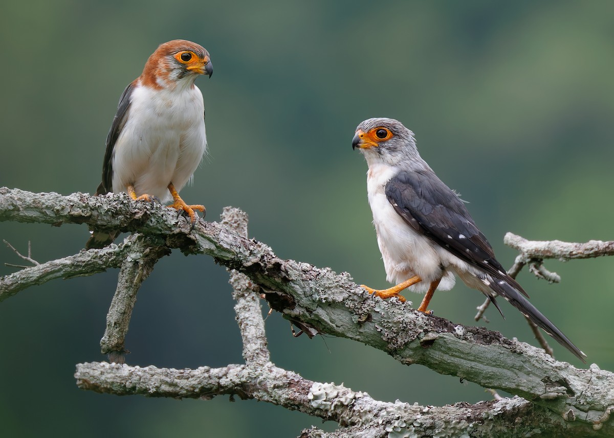 White-rumped Falcon - ML624337365