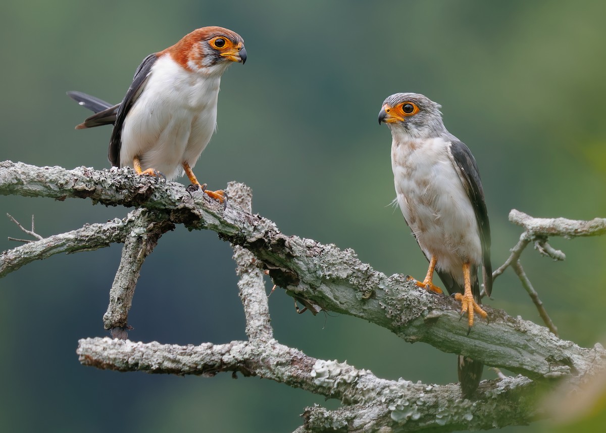 White-rumped Falcon - ML624337366