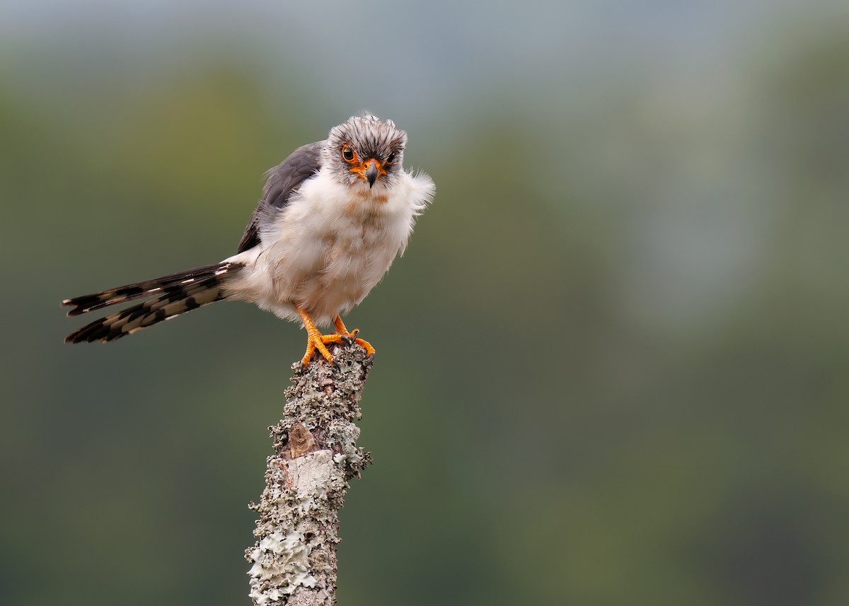 White-rumped Falcon - ML624337382