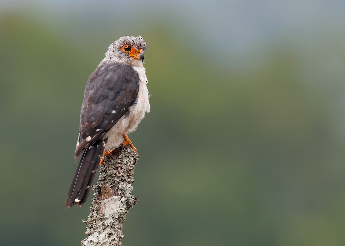 White-rumped Falcon - ML624337383