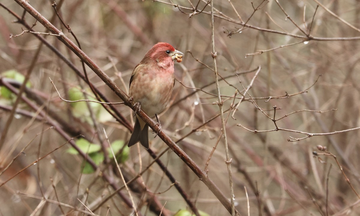 Purple Finch (Western) - ML624337416