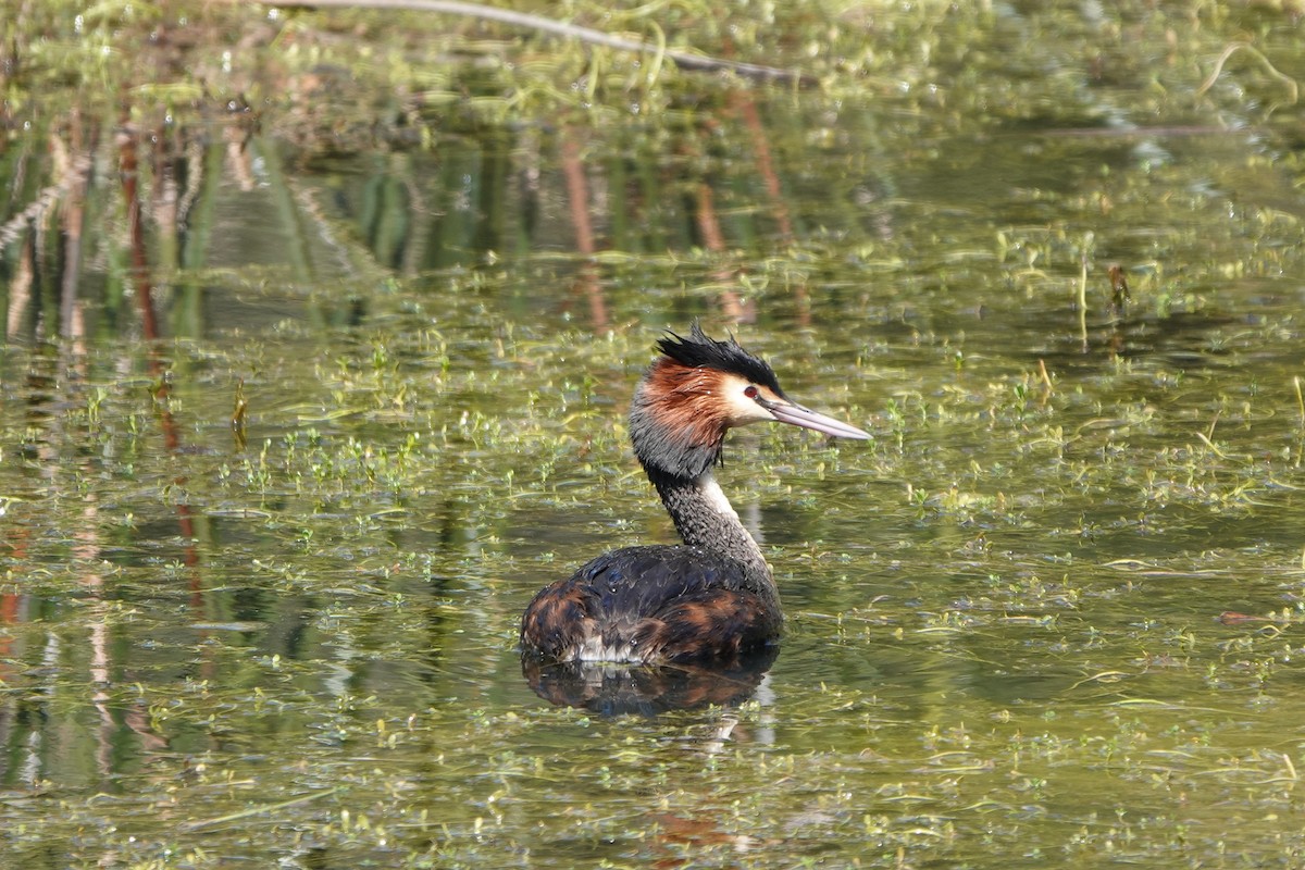 potápka roháč - ML624337448