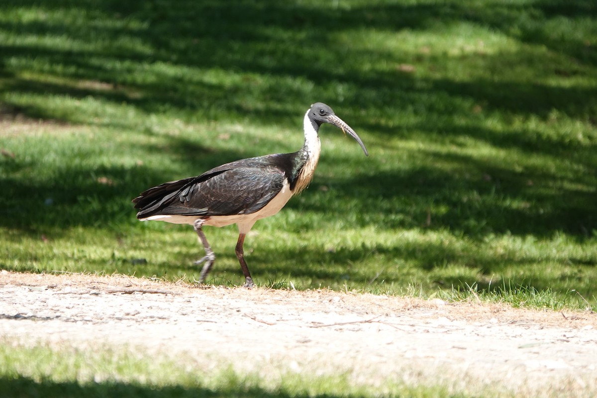 Straw-necked Ibis - ML624337453