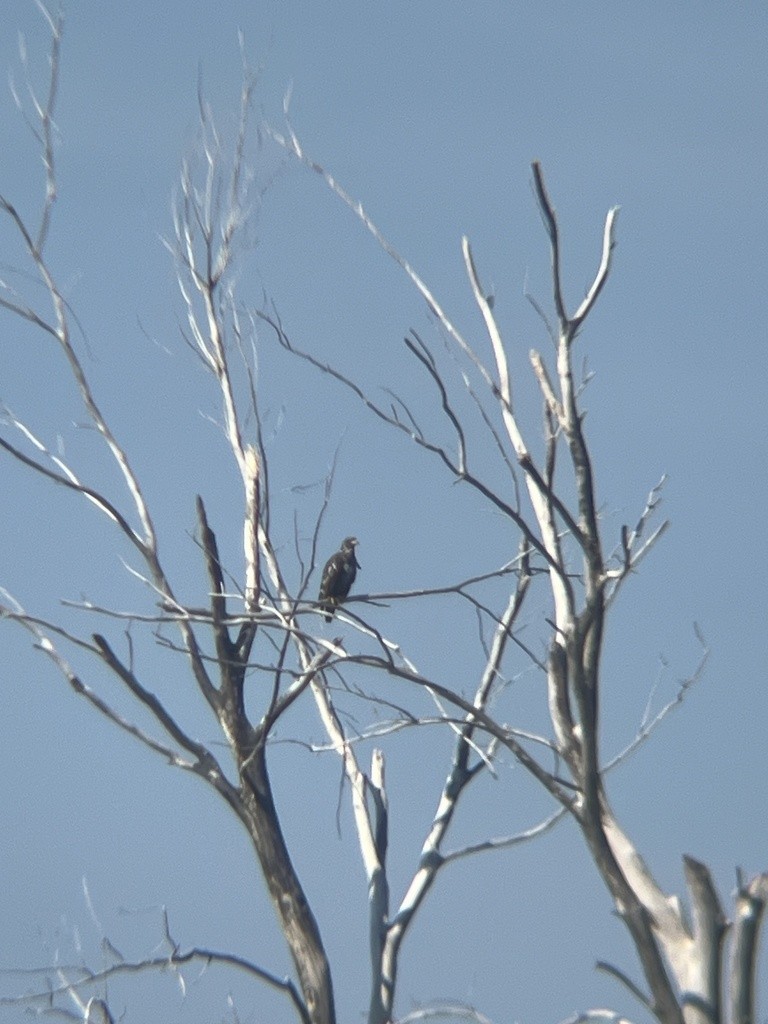 Weißkopf-Seeadler - ML624337468