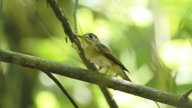 Brown-breasted Flycatcher - ML624337478
