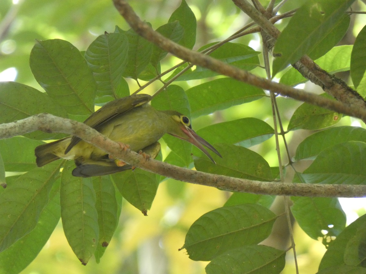 Yellow-eared Spiderhunter - ML624337513