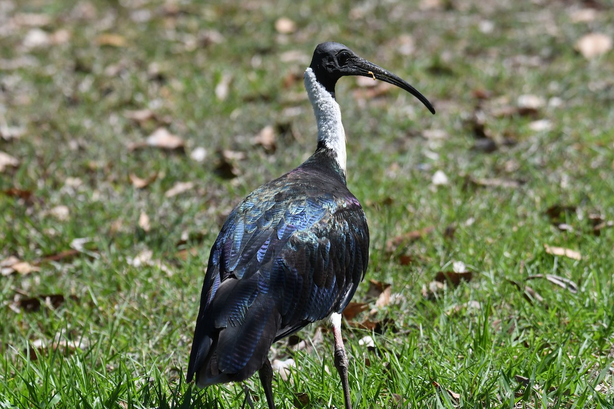 Straw-necked Ibis - ML624337591