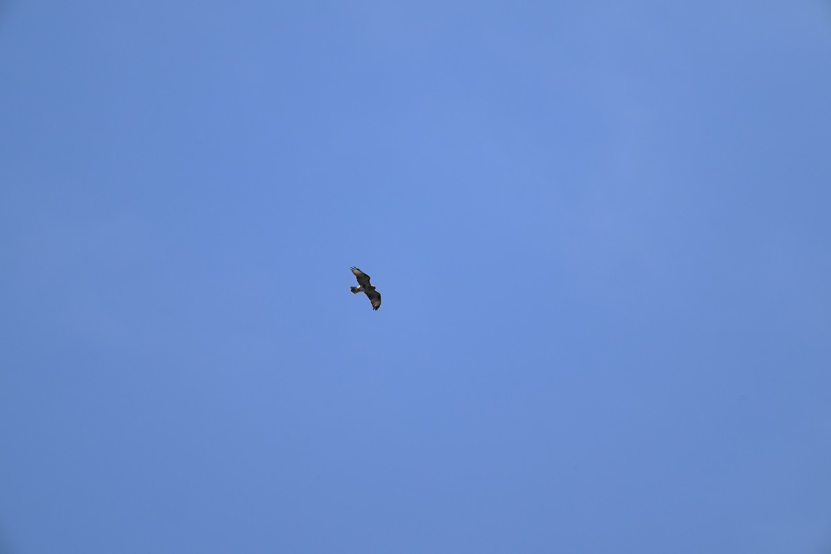 Eastern Buzzard - ML624337625